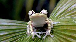 Ecuador: Hoffnung für die Nebelwälder Ecuador: Hoffnung für die Nebelwälder