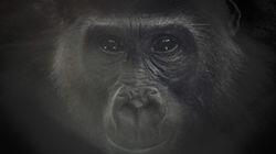 Kongo: Schutz für den Gorillawald Kongo: Schutz für den Gorillawald