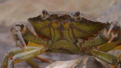 Crabs