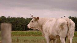 Boer zoekt toekomst Boer zoekt toekomst