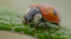 Ladybirds Ladybirds