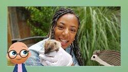 Hedgehogs Hedgehogs