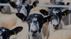 Sheeping Sheeping