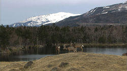 Early Spring on the Shiretoko Peninsula Early Spring on the Shiretoko Peninsula