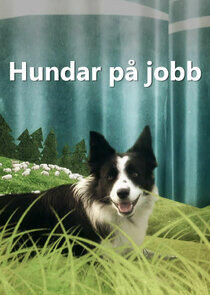 Hundar på jobb Hundar på jobb
