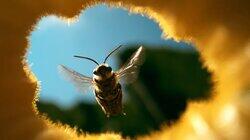 The Honey Trap The Honey Trap