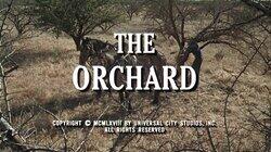 The Orchard The Orchard