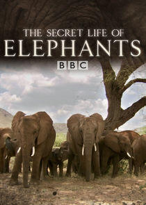 The Secret Life of Elephants The Secret Life of Elephants