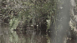 The Power of Patience: Alligator The Power of Patience: Alligator