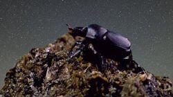 Dung Beetle Star Search Dung Beetle Star Search