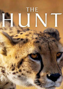 The Hunt The Hunt