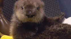 The Naughty Otter The Naughty Otter