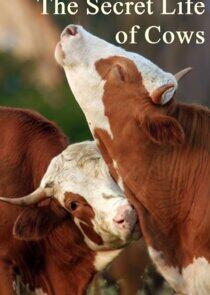 The Secret Life of Cows The Secret Life of Cows