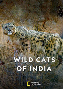 Wild Cats of India Wild Cats of India