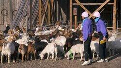 Goatageddon Goatageddon