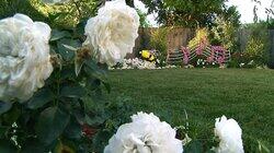 Rose Parade Rose Parade