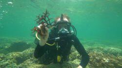 Coral Reef Crazy Coral Reef Crazy