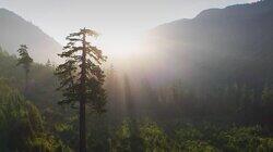 Inside the Fight to Save an Ancient Forest Inside the Fight to Save an Ancient Forest
