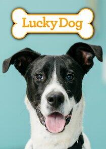 Lucky Dog Lucky Dog