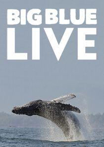 Big Blue Live Big Blue Live