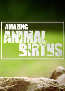 Amazing Animal Births Amazing Animal Births