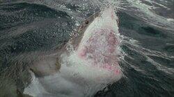 Shark! Shark!