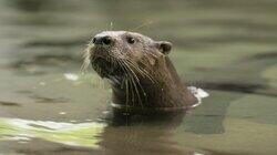 Running Otter Time Running Otter Time