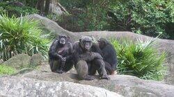 Chimp Off the Old Block Chimp Off the Old Block