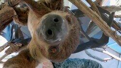 Sloth Spa Day Sloth Spa Day