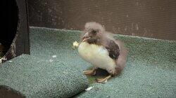 Puffin But Trouble Puffin But Trouble