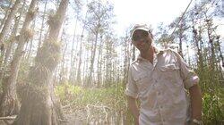 Everglades Everglades