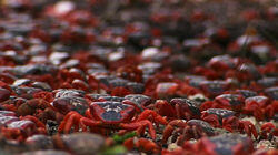 Night of the Christmas Crab Night of the Christmas Crab