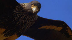 Falkland Island Invasion