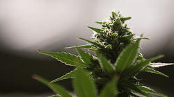 Weed Weed