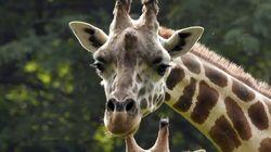 Giraffe in the City Giraffe in the City