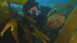 Phantom Wreck
