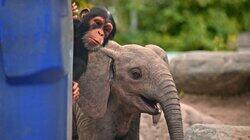 Loxodonta africana