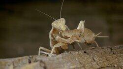 Exterminators Exterminators