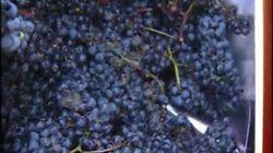 Roter Wein Roter Wein
