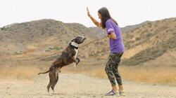 Pound Pups to Top Dogs Pound Pups to Top Dogs