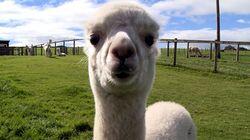 Alpacas Alpacas