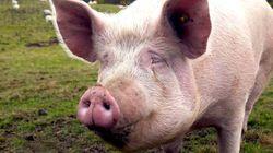 Winter Pigs Winter Pigs