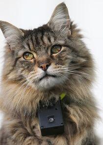 The Truth About Cats The Truth About Cats