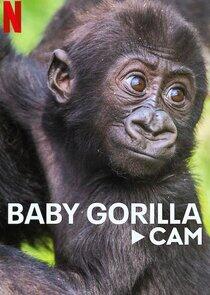 Baby Gorilla Cam - Season 1 Baby Gorilla Cam - Season 1