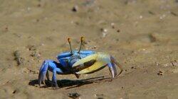 Smallest Species Smallest Species