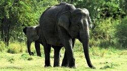 Ingenious Animals Ingenious Animals