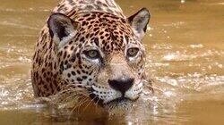 The Amazing Amazon The Amazing Amazon