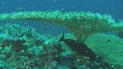 Coral Reefs Coral Reefs