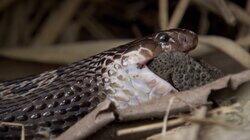 Reptiles Reptiles