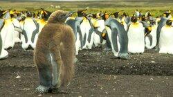 Falklands Falklands